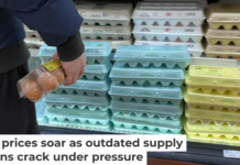 Experts predict that egg prices will keep climbing in 2025. Lindsey Nicholson/UCG/Universal Images Group via Getty Images